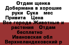 Отдам щенка Добермана в хорошие руки. Сука 5 мес. Привита › Цена ­ 5 000 - Все города Животные и растения » Отдам бесплатно   . Ивановская обл.,Верхнеландеховский р-н